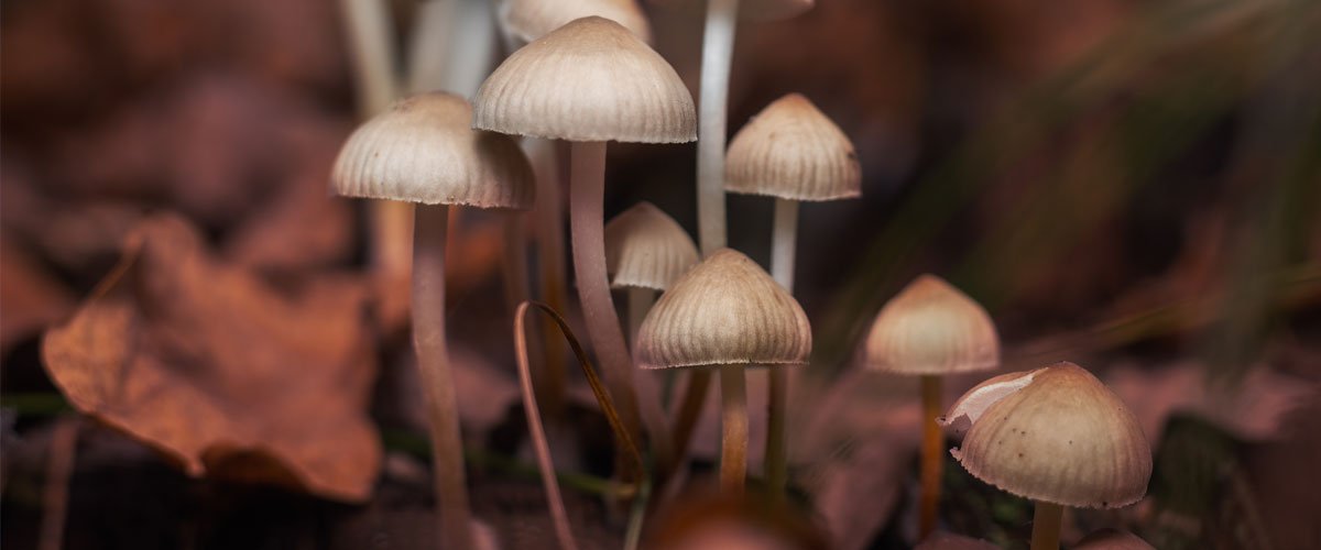 Mycelium Cannabinoid Therapy