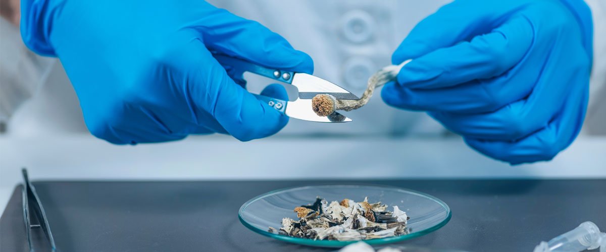 Psilocybin and Cellular Longevity